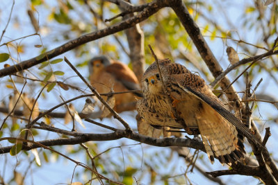 Lesser Kestrel - בז אדום - Falco naumanni