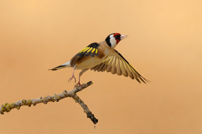Goldfinch