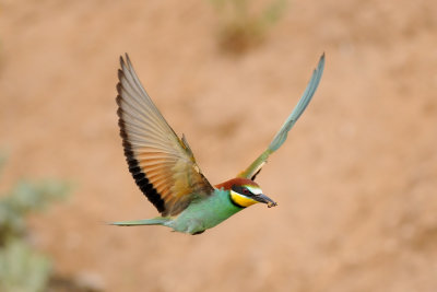 European Bee-eater - שרקרק מצוי - Merops apiaster