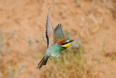 European Bee-eater - שרקרק מצוי - Merops apiaster