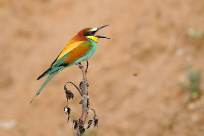 European Bee-eater - שרקרק מצוי - Merops apiaster