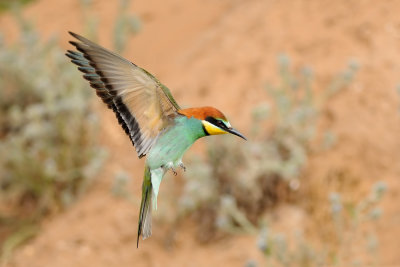 European Bee-eater - שרקרק מצוי - Merops apiaster