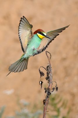 European Bee-eater - שרקרק מצוי - Merops apiaster