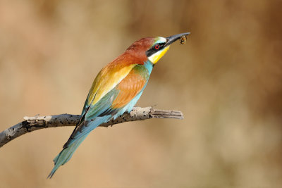 European Bee-eater - שרקרק מצוי - Merops apiaster