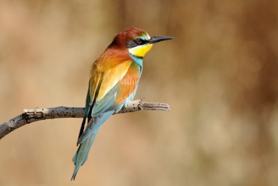 European Bee-eater - שרקרק מצוי - Merops apiaster