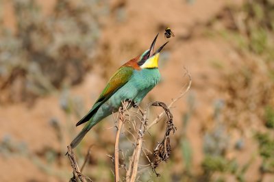 European Bee-eater - שרקרק מצוי - Merops apiaster