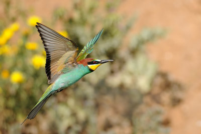 European Bee-eater - שרקרק מצוי - Merops apiaster