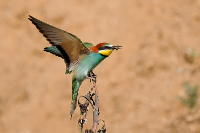 European Bee-eater - שרקרק מצוי - Merops apiaster