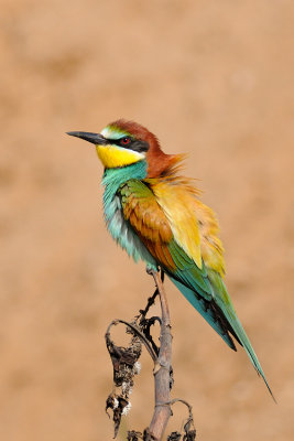 European Bee-eater - שרקרק מצוי - Merops apiaster