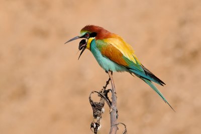 European Bee-eater - שרקרק מצוי - Merops apiaster