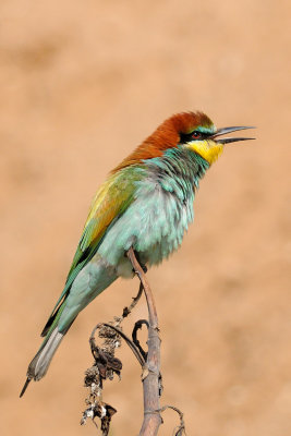 European Bee-eater - שרקרק מצוי - Merops apiaster