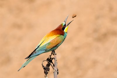 European Bee-eater - שרקרק מצוי - Merops apiaster