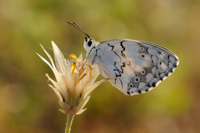 Levantine Marbled White - Melanargia titea