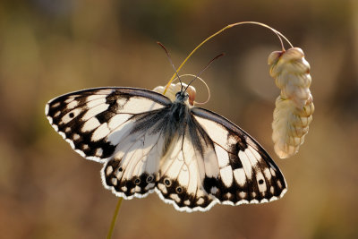 Levantine Marbled White - Melanargia titea