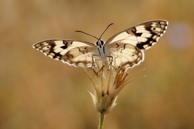 Levantine Marbled White - Melanargia titea