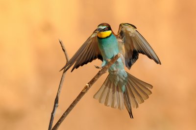 European Bee-eater - שרקרק מצוי - Merops apiaster