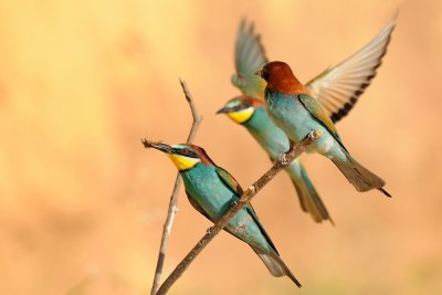 European Bee-eater - שרקרק מצוי - Merops apiaster