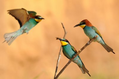 <h5>European Bee-eater - שרקרק מצוי - <i>Merops apiaster<i></h5>