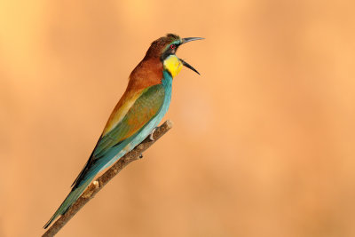 European Bee-eater - שרקרק מצוי - Merops apiaster