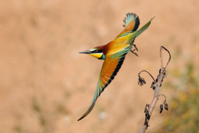 European Bee-eater - שרקרק מצוי - Merops apiaster