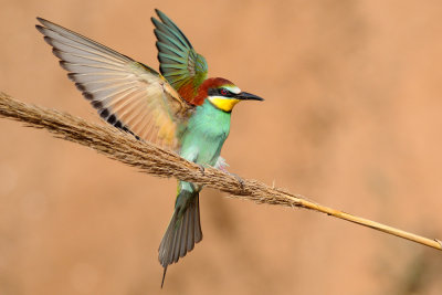 European Bee-eater - שרקרק מצוי - Merops apiaster