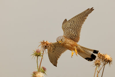 Common Kestrel - בז מצוי - Falco tinnunculus