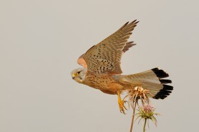 Common Kestrel - בז מצוי - Falco tinnunculus
