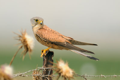 Common Kestrel - בז מצוי - Falco tinnunculus