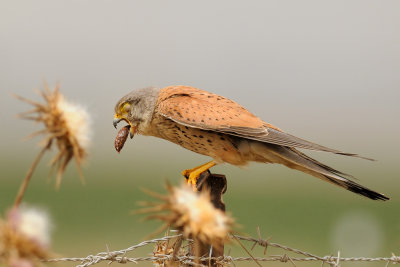 Common Kestrel - בז מצוי - Falco tinnunculus