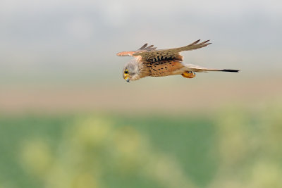 Common Kestrel - בז מצוי - Falco tinnunculus