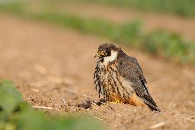 Eurasian Hobby - בז עצים - Falco subbuteo