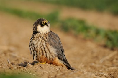 Eurasian Hobby - בז עצים - Falco subbuteo