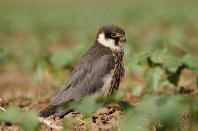 Eurasian Hobby - בז עצים - Falco subbuteo