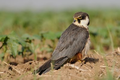 Eurasian Hobby - בז עצים - Falco subbuteo