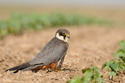Eurasian Hobby - בז עצים - Falco subbuteo