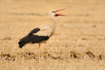 White Stork - חסידה לבנה - Ciconia ciconia