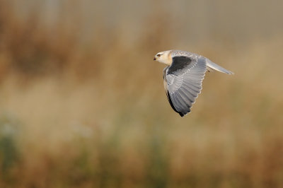 Black-winged Kite - דאה שחורת כתף