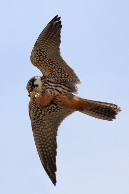 Eurasian Hobby - בז עצים - Falco subbuteo