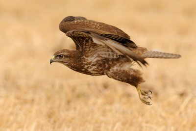 Common Buzzard - עקב חורף - Buteo buteo