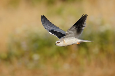 Black-winged Kite - דאה שחורת כתף