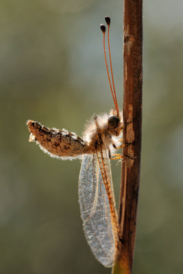 Owlfly - ארימחוש שעיר - Bubopsis andromache