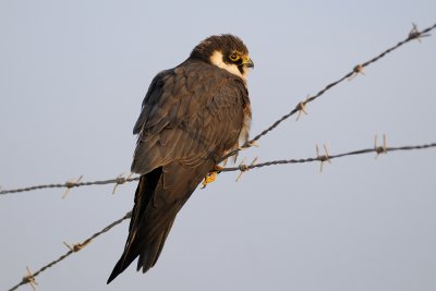 Eurasian Hobby - בז עצים - Falco subbuteo