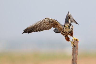 Eurasian Hobby - בז עצים - Falco subbuteo