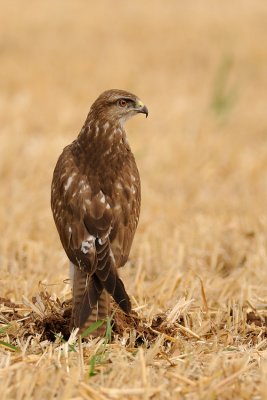 Common Buzzard - עקב חורף - Buteo buteo