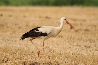 White Stork - חסידה לבנה - Ciconia ciconia