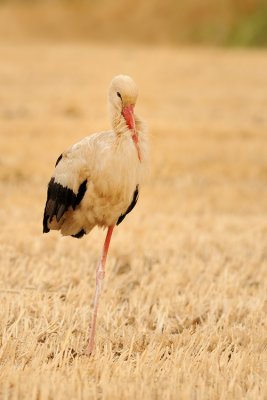 White Stork - חסידה לבנה - Ciconia ciconia