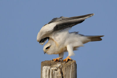 Black-winged Kite - דאה שחורת כתף