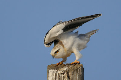 Black-winged Kite - דאה שחורת כתף