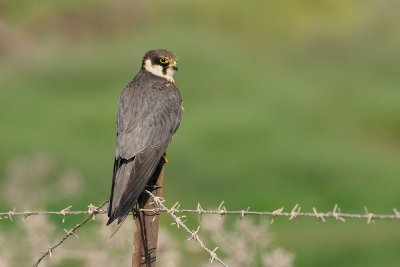 Eurasian Hobby - בז עצים - Falco subbuteo