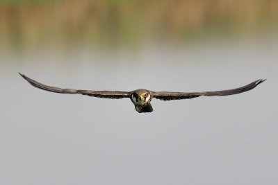 Eurasian Hobby - בז עצים - Falco subbuteo